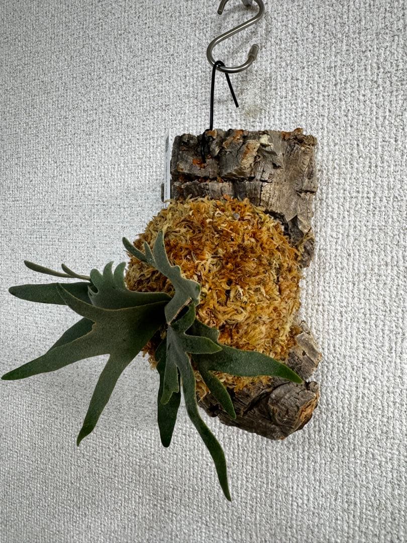 P. willinckii 'OMG'spore コルク　ビカクシダ　銀