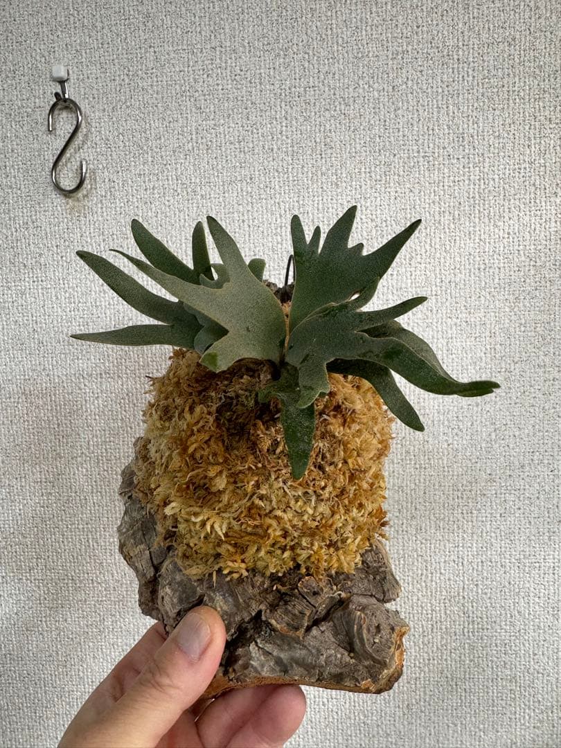 P. willinckii 'OMG'spore コルク　ビカクシダ　銀