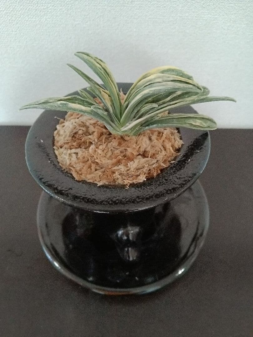 青い鳥万年青「瑞泉」