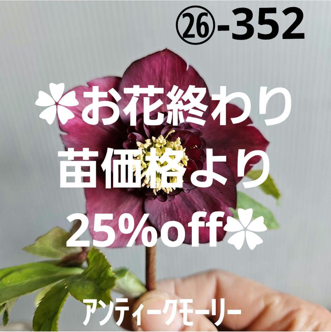 ㉖-352クリスマスローズ