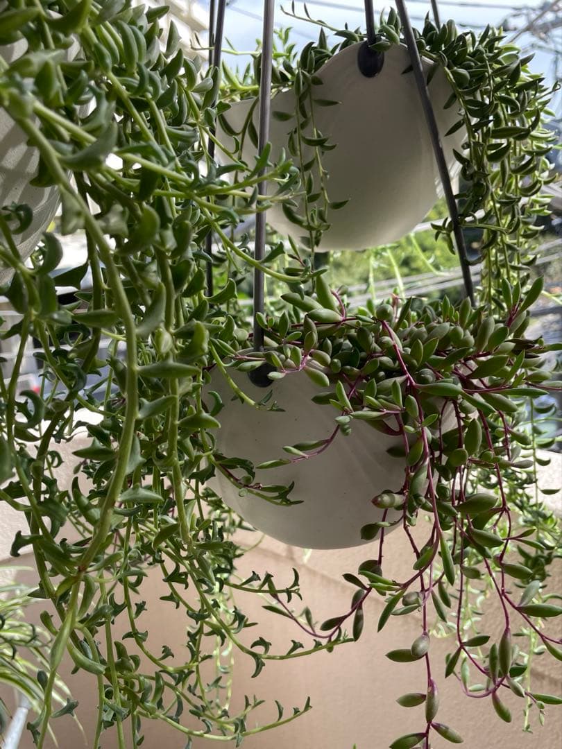 3種ネックレス ドルフィン/バナナ/ルビーネックレス詰め合わせ ゆうパケミニ