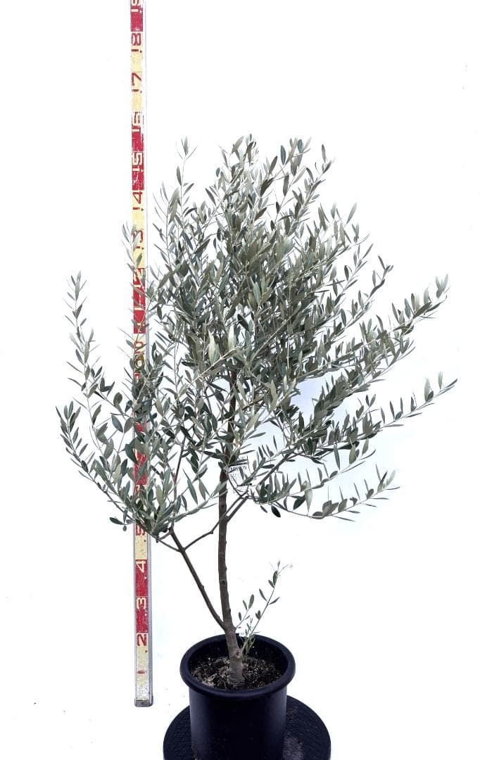 オリーブの木　ミッション　8号　約140cm　K-268　人気品種　現品掲載