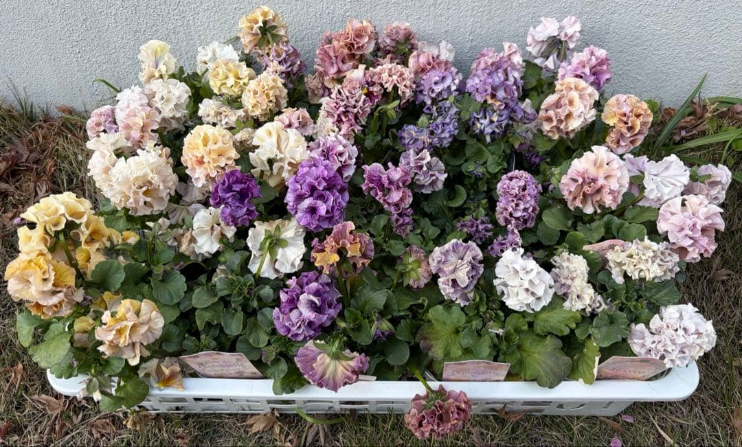 アントワネットとロココ　合計20個