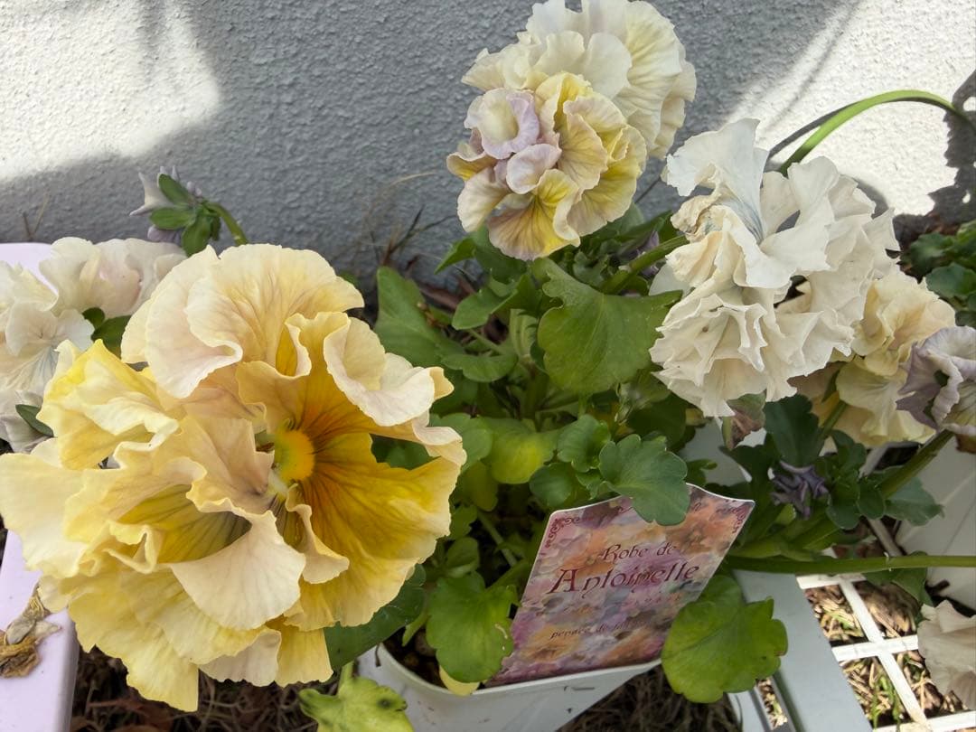 アントワネットとロココ　合計20個