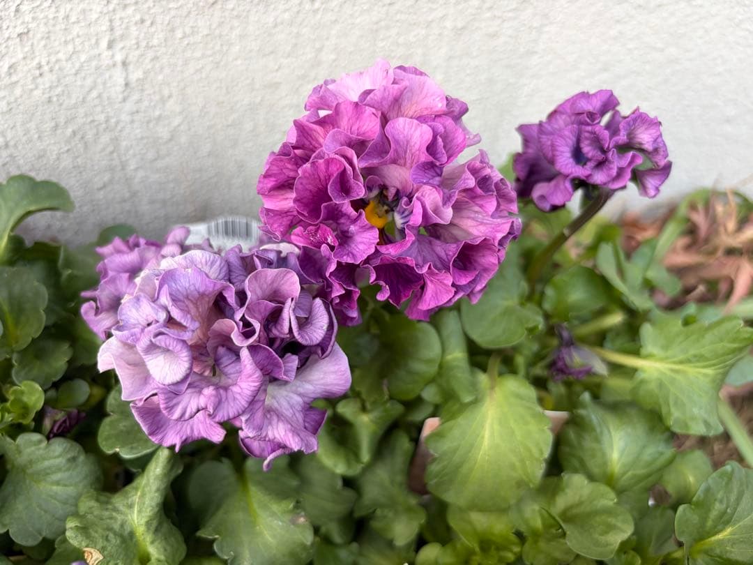 アントワネットとロココ　合計20個