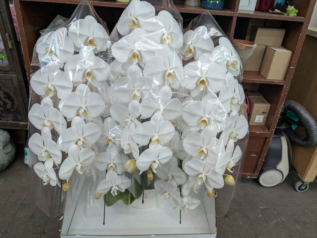 胡蝶蘭　5本立ち　V3