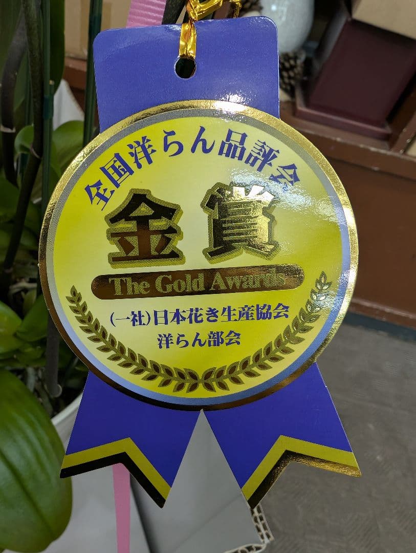 胡蝶蘭　5本立ち　V3