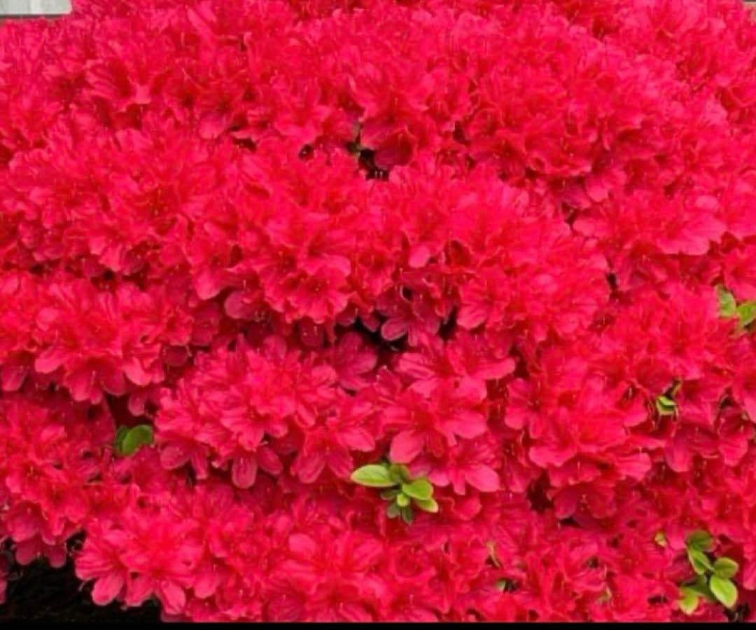 入手困難　盆栽皐月　樹齢60年