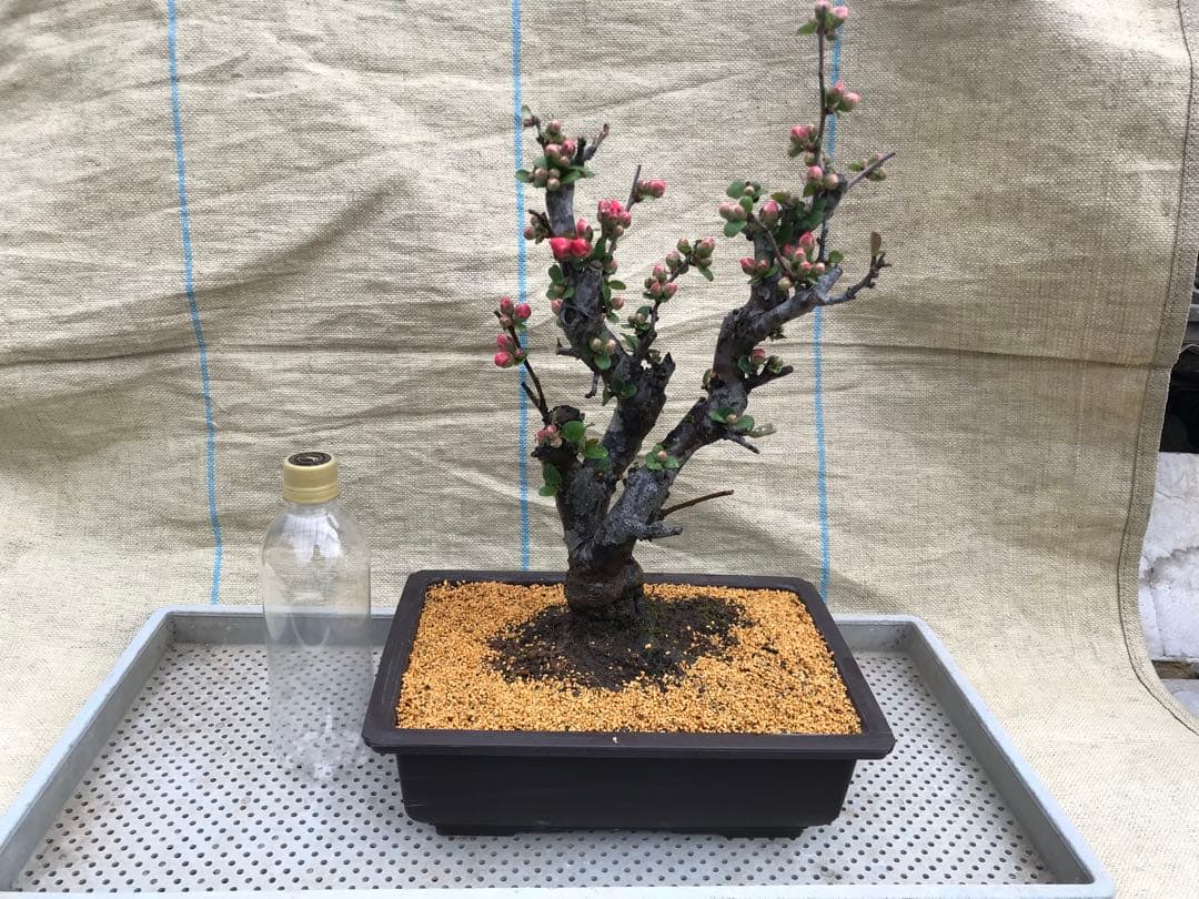 木瓜(ボケ)・放春花 輝の嶺 角鉢(咲分け保証品)