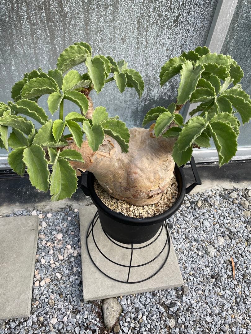 大株 塊根植物 キフォステンマ マクロプス