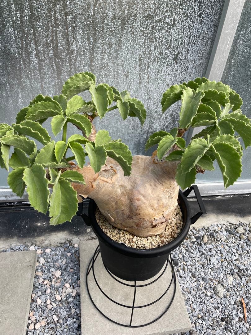 大株 塊根植物 キフォステンマ マクロプス