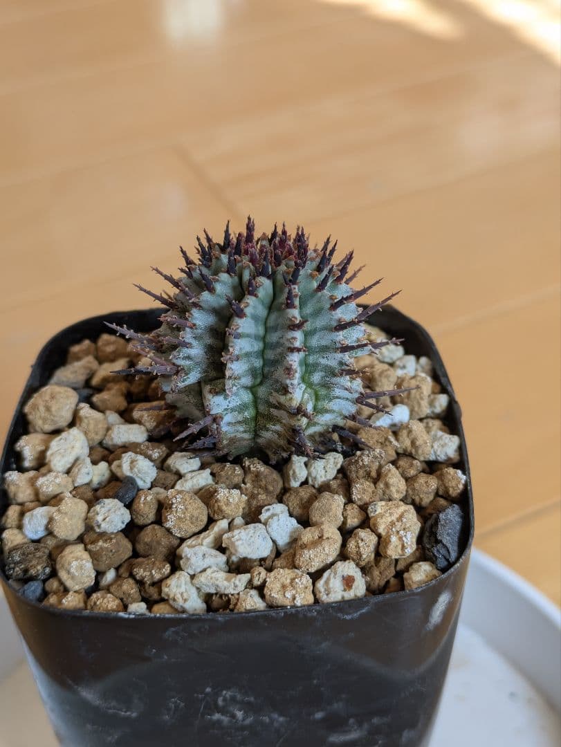 coral VELさま専用　ユーフォルビア宇田ゼブラホリダ