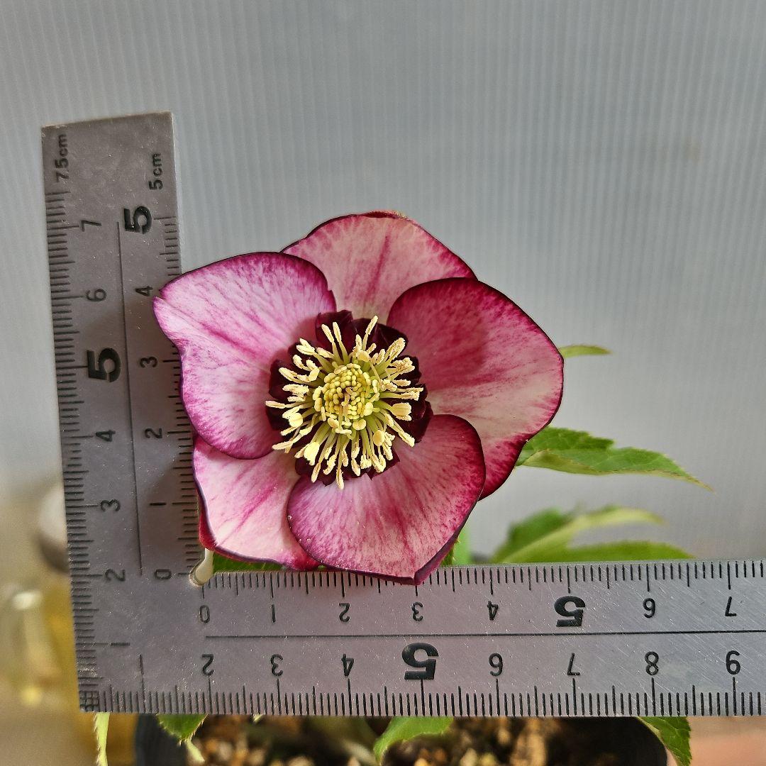 ㉖-298クリスマスローズ