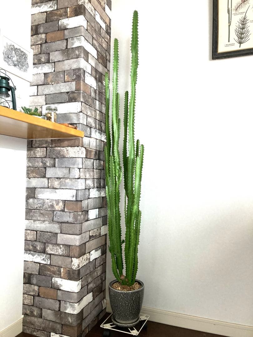 【特大】ユーフォルビア トリゴナ おしゃれ 陶器鉢 観葉植物 多肉植物 手渡し