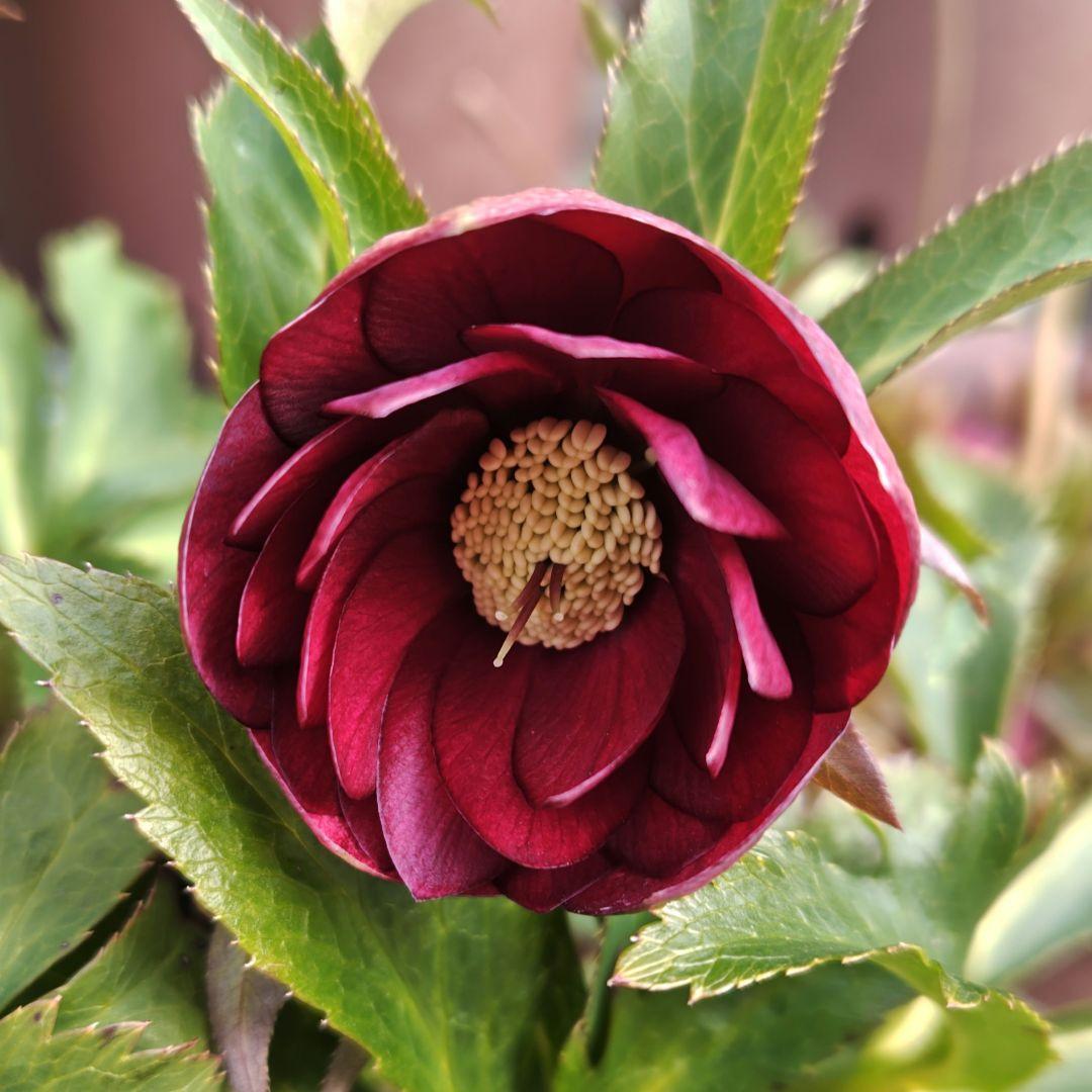 ま*️様 クリスマスローズ 加藤農園 キラメキ☆ 株分け