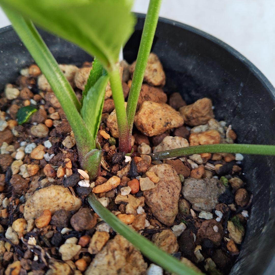 ま*️様 クリスマスローズ 加藤農園 キラメキ☆ 株分け