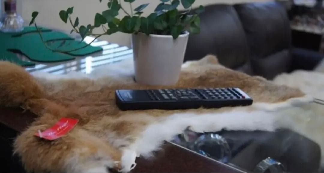 ラパンウサギ毛皮グレー系ベージュ台座に5枚