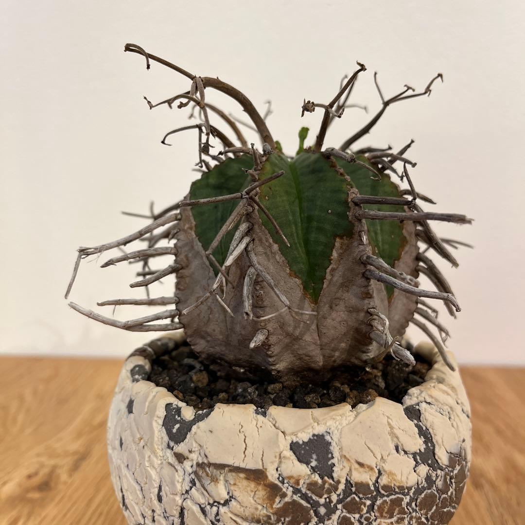 ユーフォルビア　バリダ　【スーパーバリダ】　有名店の株