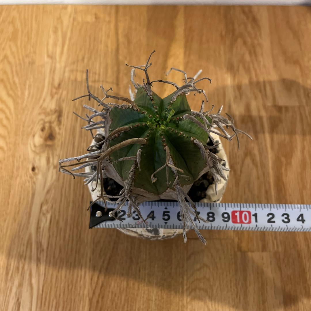 ユーフォルビア　バリダ　【スーパーバリダ】　有名店の株