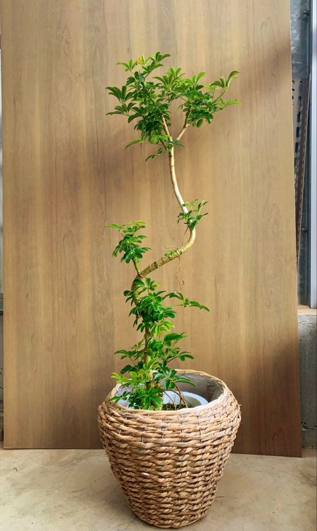 シェフレラ・コンパクタ　リビングサイズ