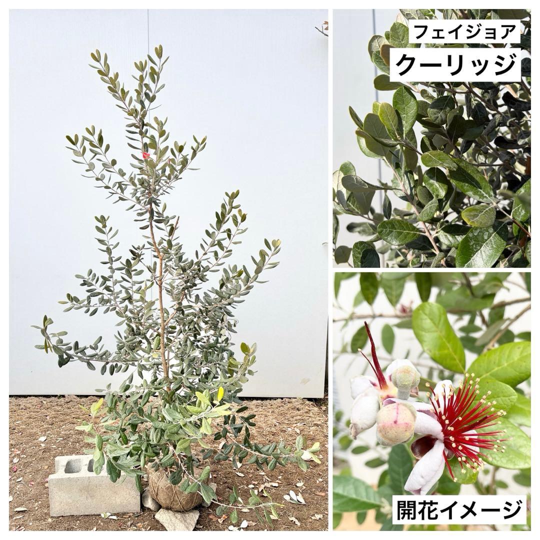 フェイジョア　クーリッジ/86