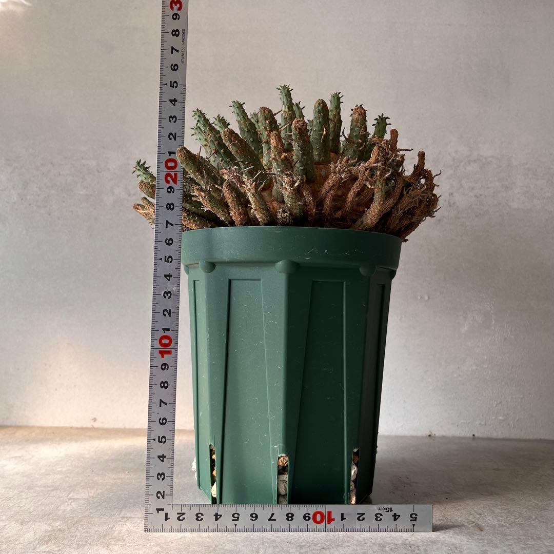 【大株】　ユーフォルビア　フスカ　Euphorbia fusca 発根済み