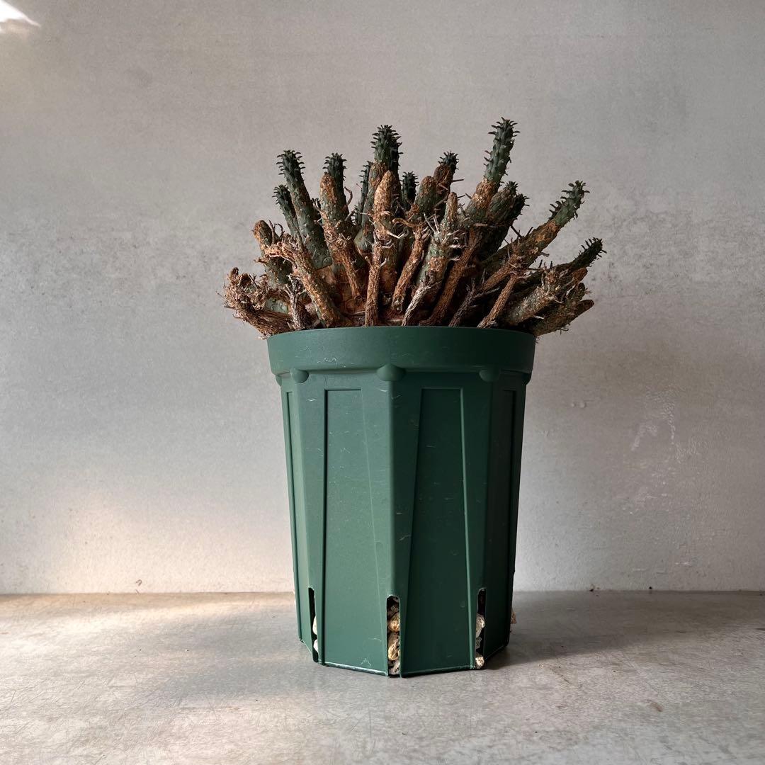 【大株】　ユーフォルビア　フスカ　Euphorbia fusca 発根済み