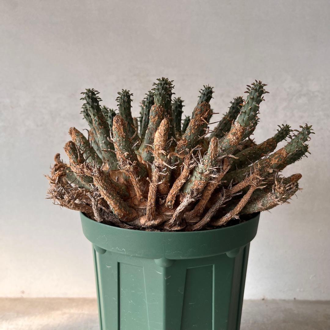 【大株】　ユーフォルビア　フスカ　Euphorbia fusca 発根済み