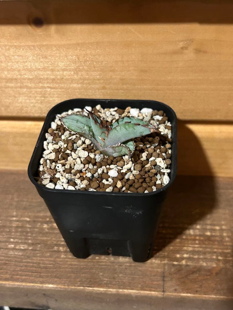 アガベ　チタノタ　ビースト　カクタスグリーン産　カット苗　微発根済み