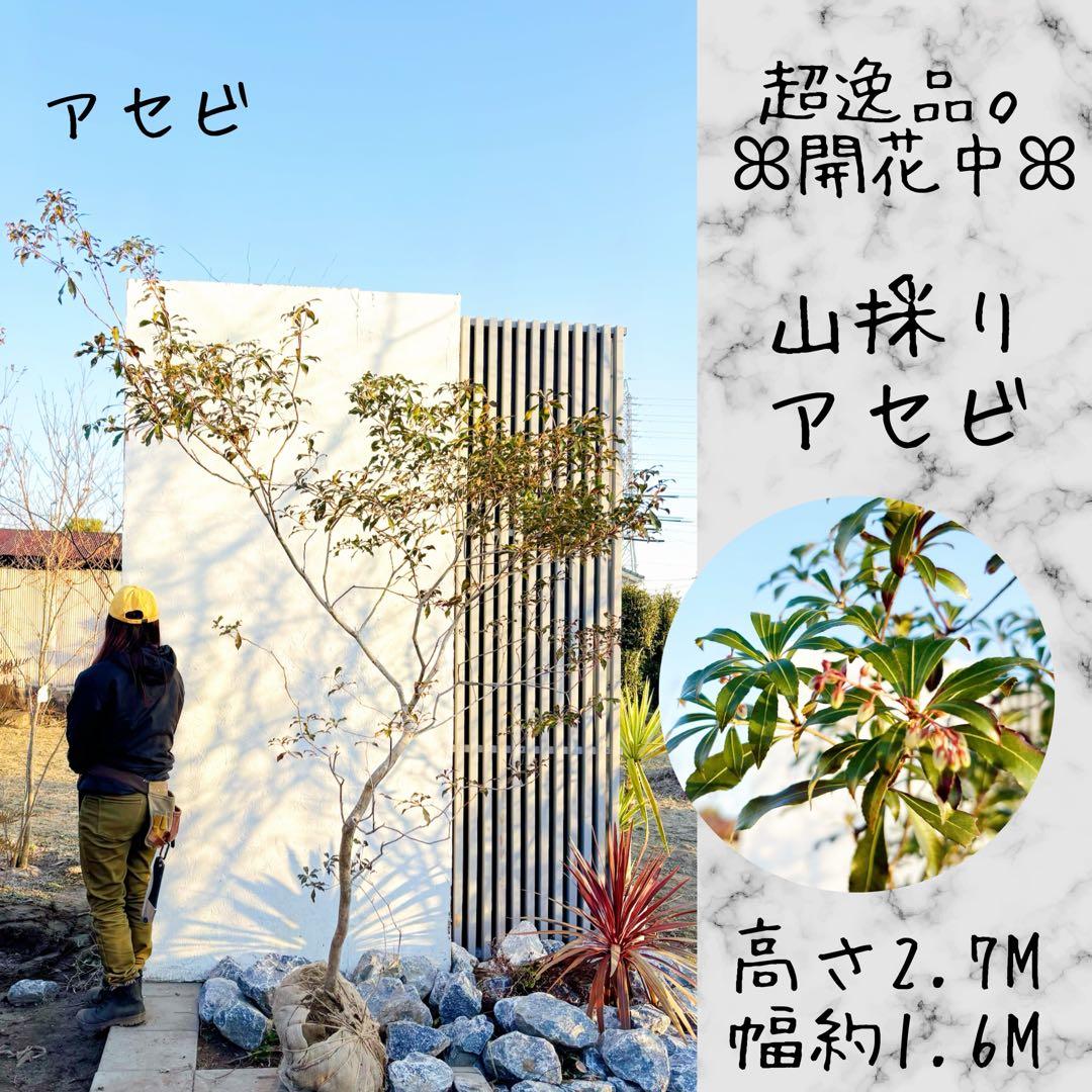 開花中☆山採りアセビ2.7M(鉢底から)