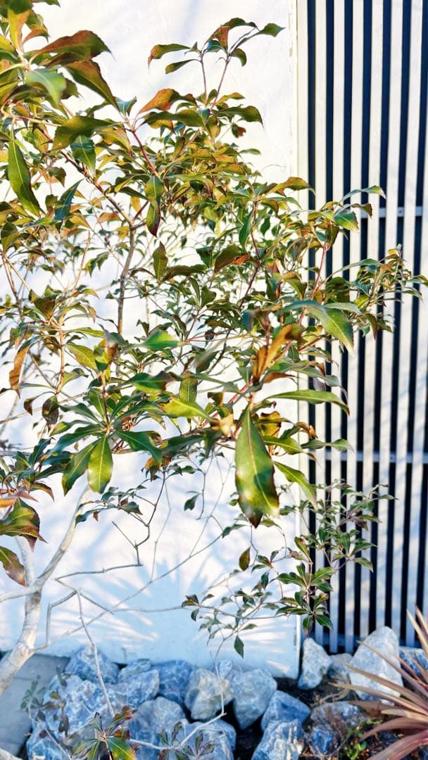 開花中☆山採りアセビ2.7M(鉢底から)