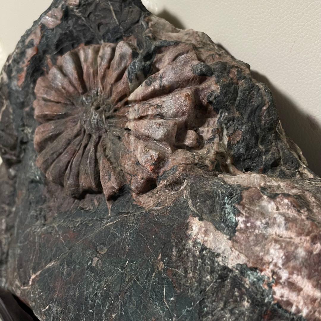 希少 天然 菊花石 観賞石 盆石 水石 木製台座付き 置物 インテリア 特大大型