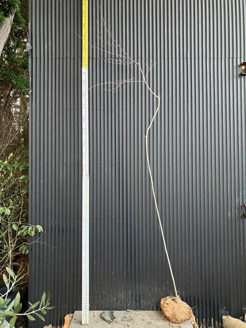 山採り　ザイフリボク