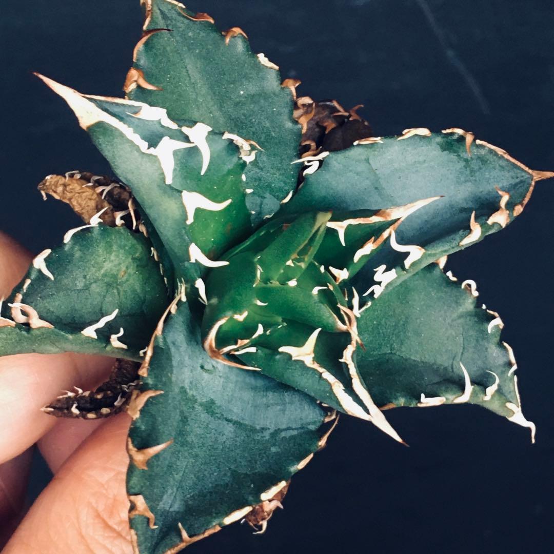 【稀少】姫厳竜 × 白鯨ソーラーエクリプス hyb. アガベ チタノタ