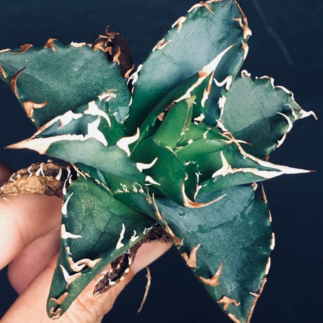 【稀少】姫厳竜 × 白鯨ソーラーエクリプス hyb. アガベ チタノタ