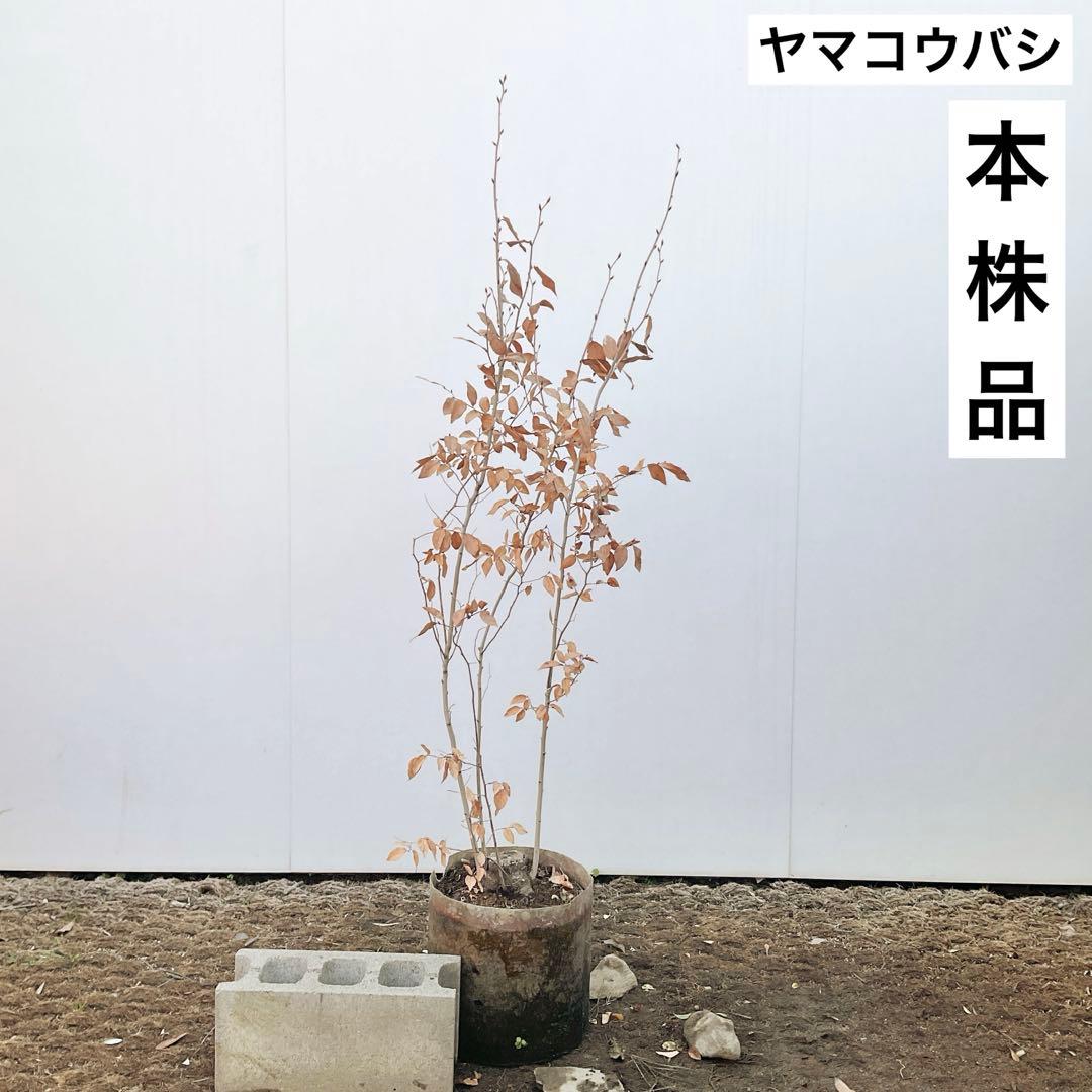 ヤマコウバシ/ 1038