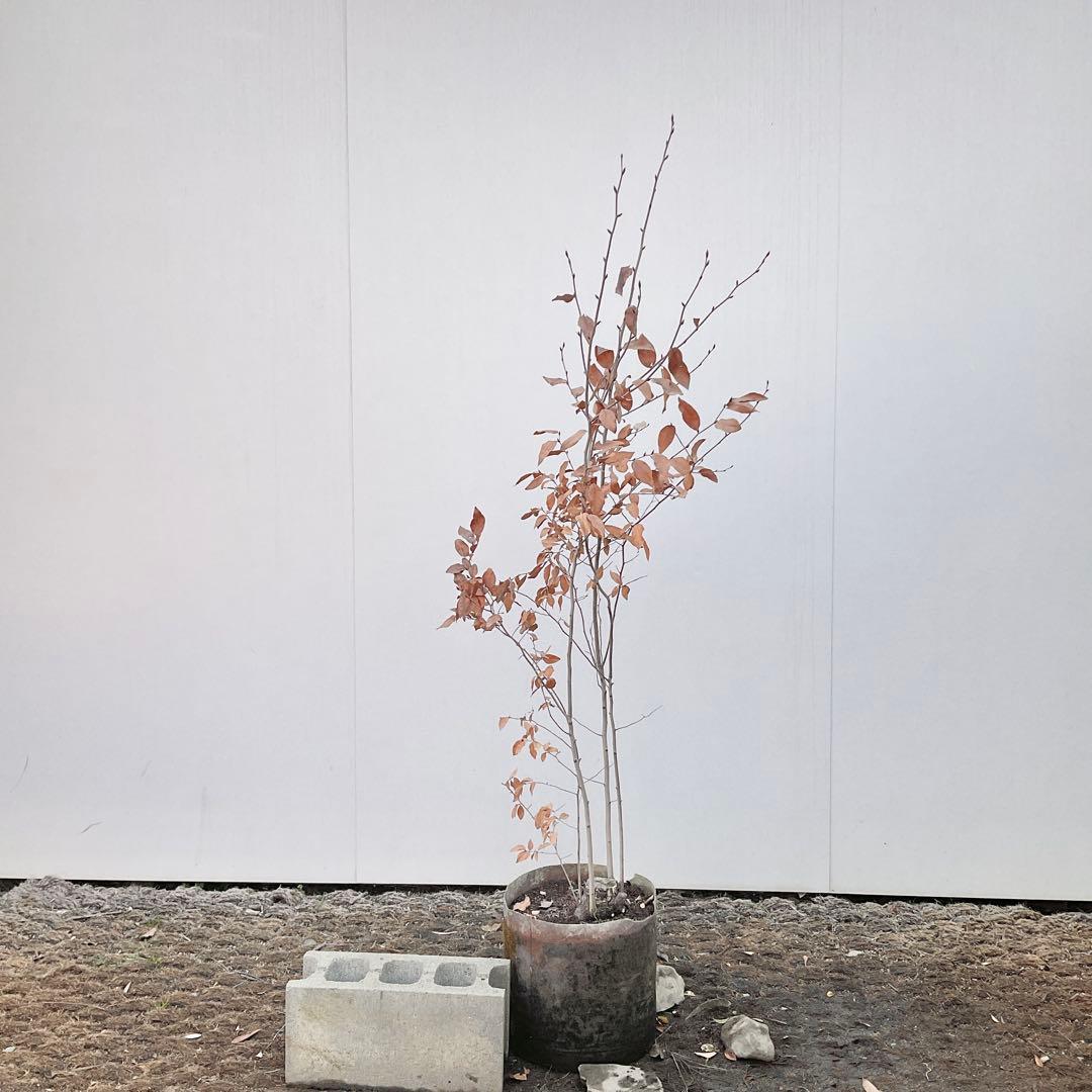 ヤマコウバシ/ 1038