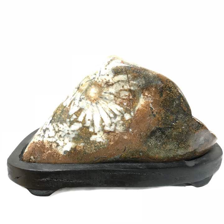 菊花石 ✴︎ 岐阜根尾産 536グラム 台座付き