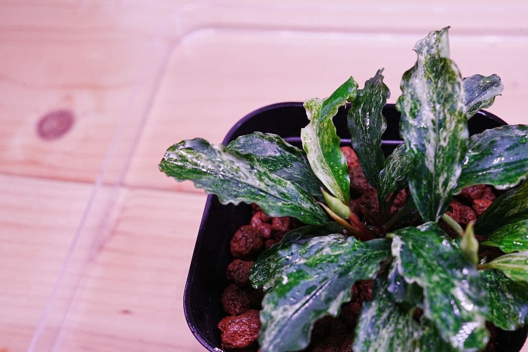 ブセファランドラsp. グリーンウェービー 斑入り バリエガータ　水上葉　無農薬