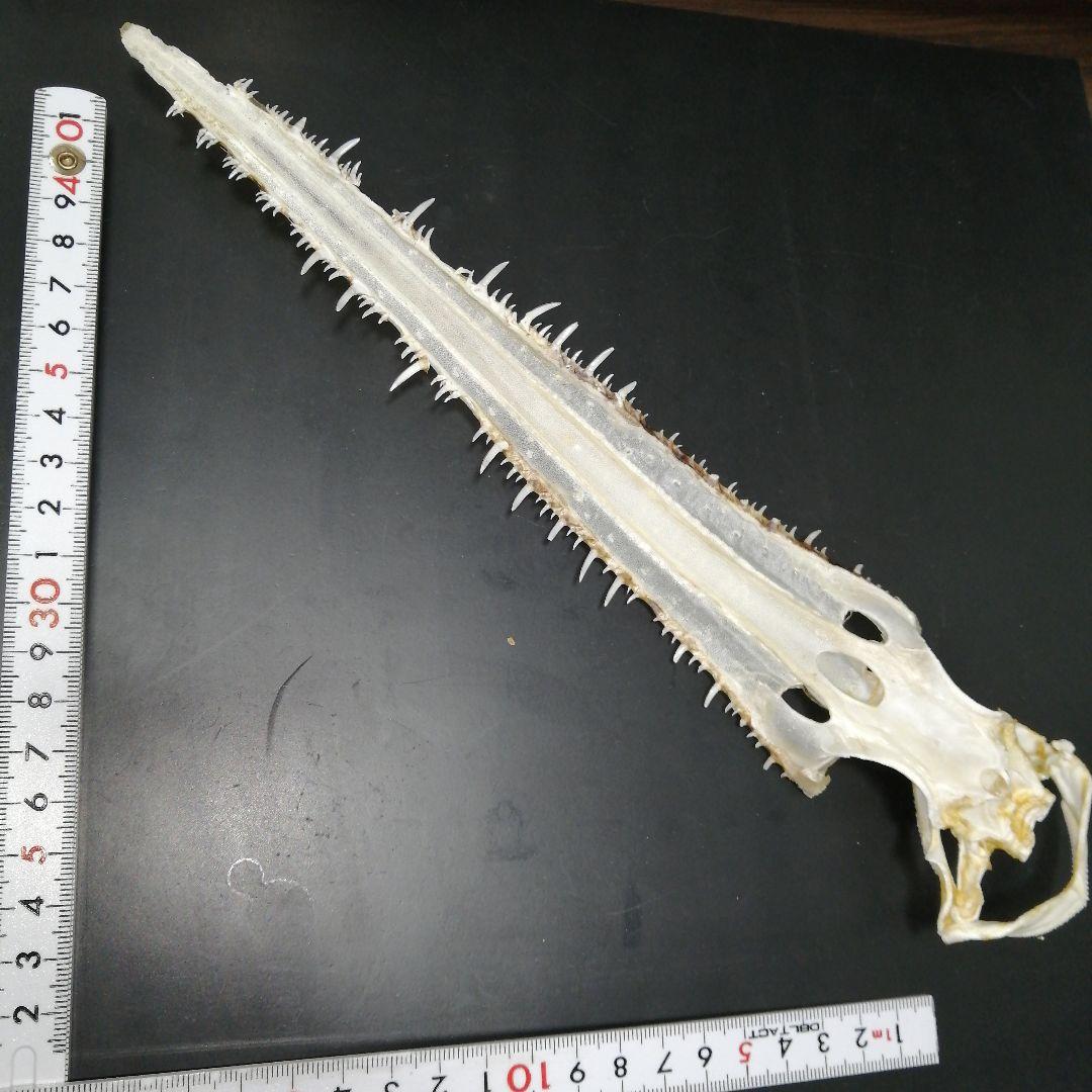 ノコギリザメ　乾燥標本　顎歯　S3