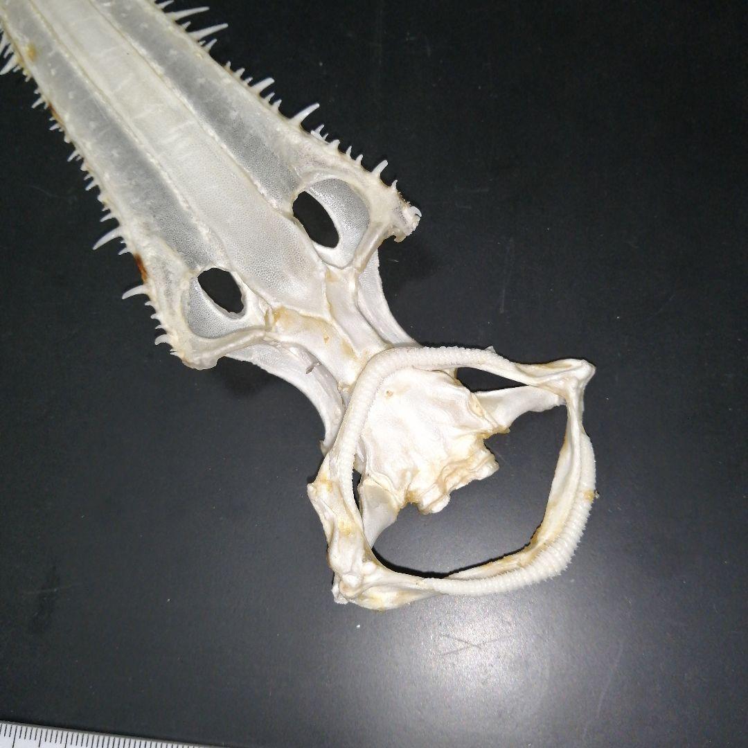 ノコギリザメ　乾燥標本　顎歯　S3