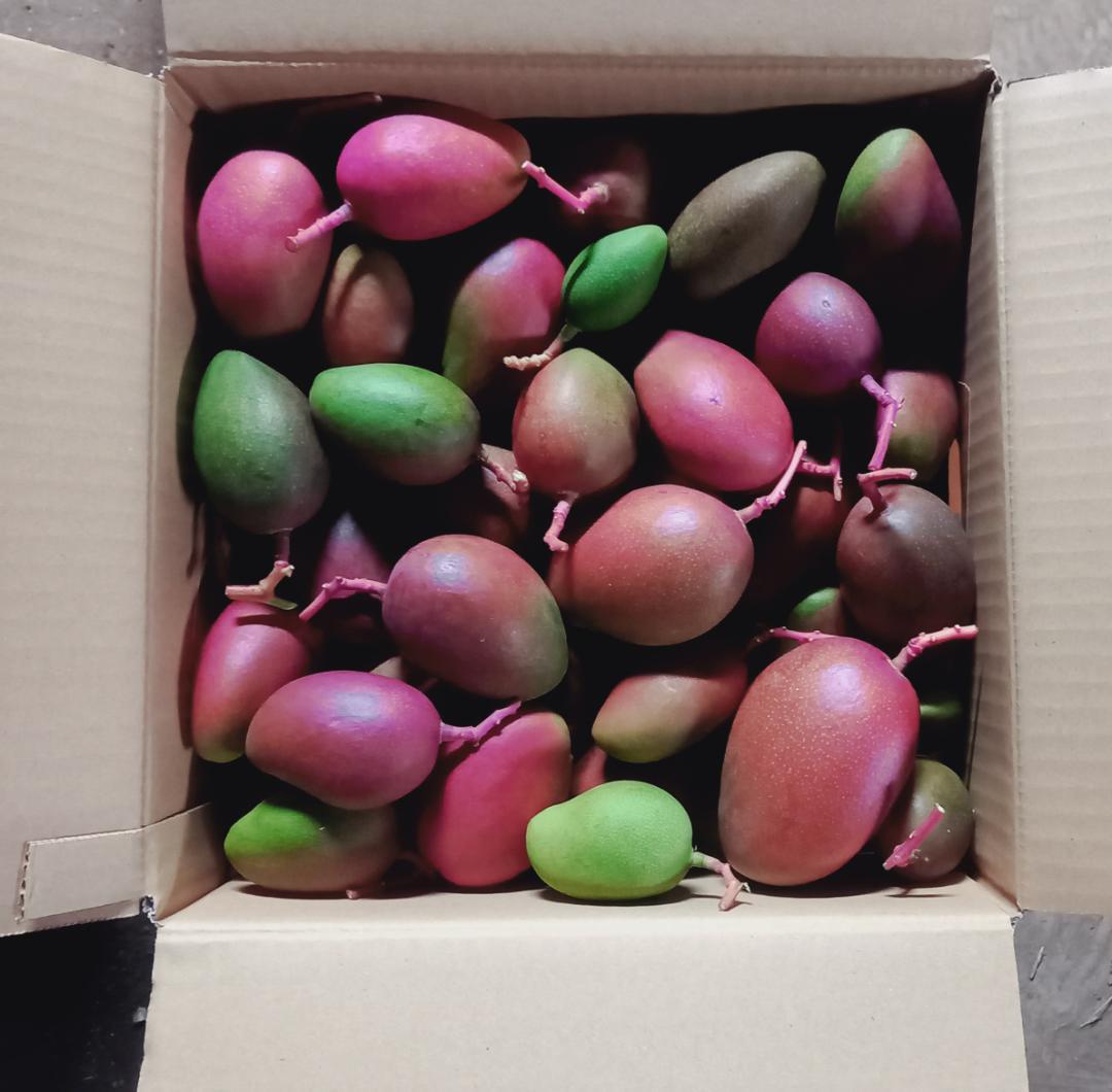 マンゴー+摘果 / 18 kg including box