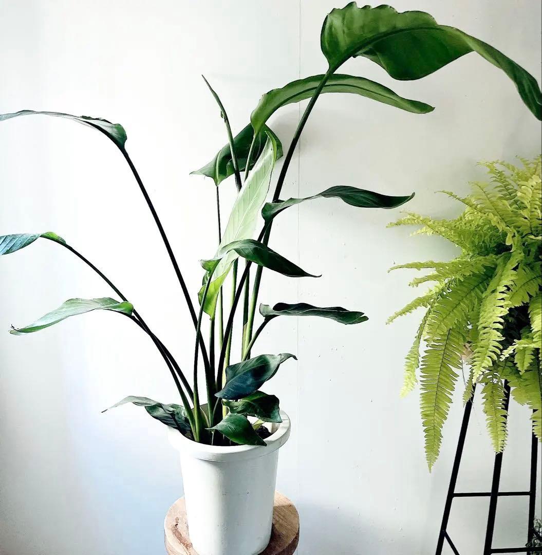 《特別価格》特大ストレリチアオーガスタ 3株植え✨ 8号鉢 高さ 約100cm