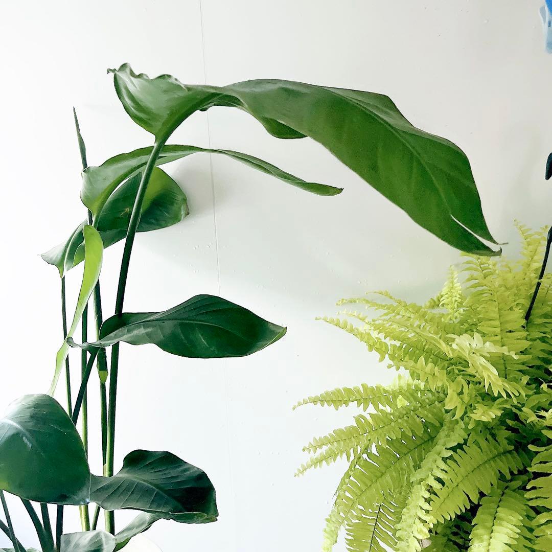 《特別価格》特大ストレリチアオーガスタ 3株植え✨ 8号鉢 高さ 約100cm