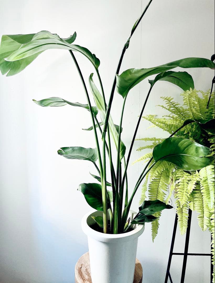 《特別価格》特大ストレリチアオーガスタ 3株植え✨ 8号鉢 高さ 約100cm