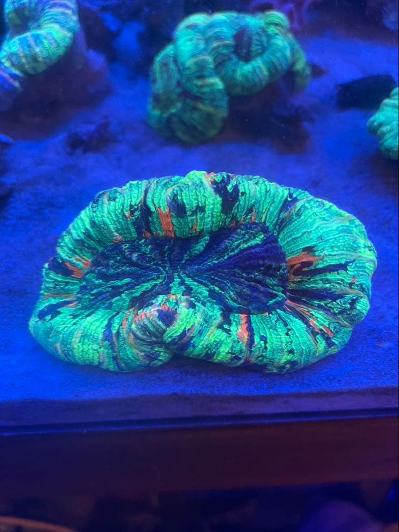 オオバナサンゴ　グリーンマルチ