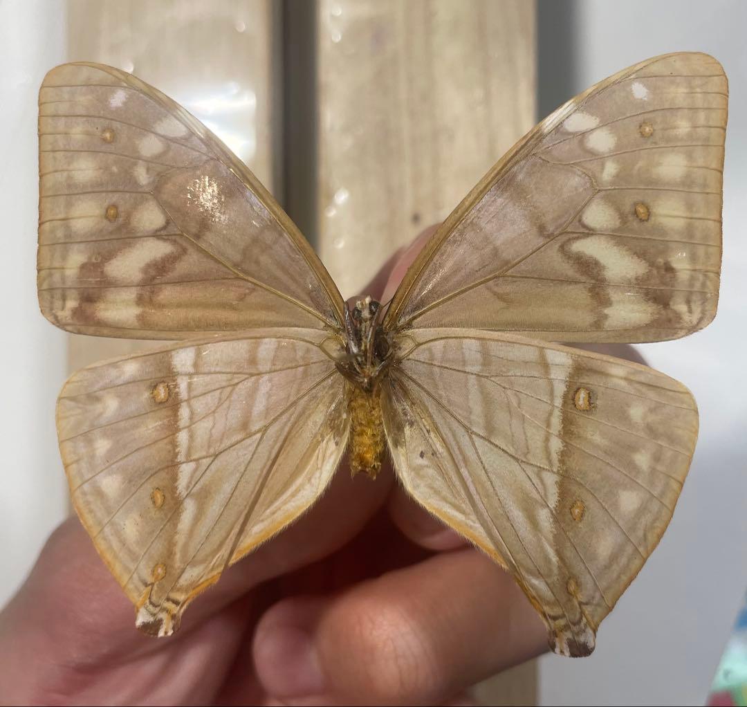 エガーモルフォ　メス青型