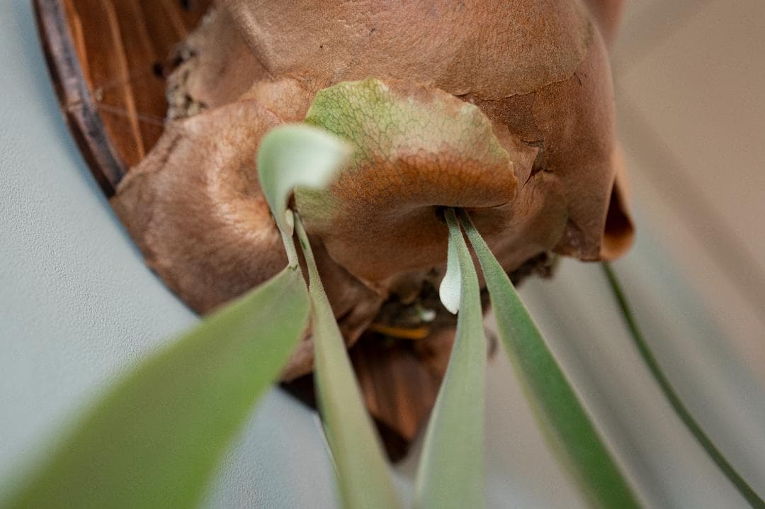 ビカクシダ 親株（子株付き）