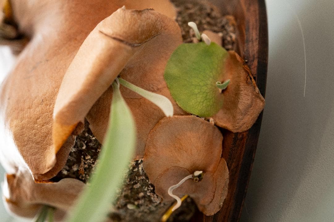 ビカクシダ 親株（子株付き）