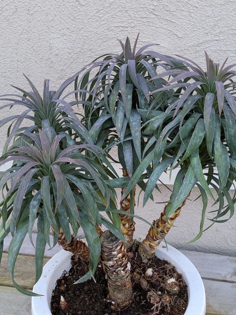 【コンパクトサイズ】ユッカ　デスメティアーナ子株付き